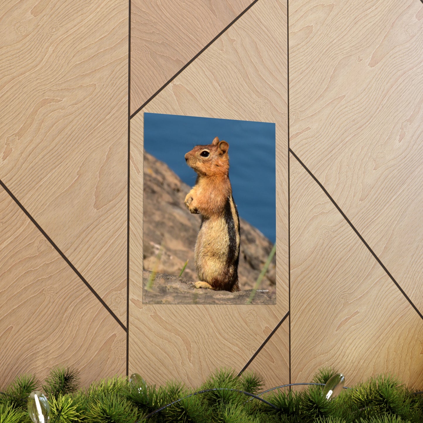 Golden-mantled ground squirrel         Premium Matte vertical posters