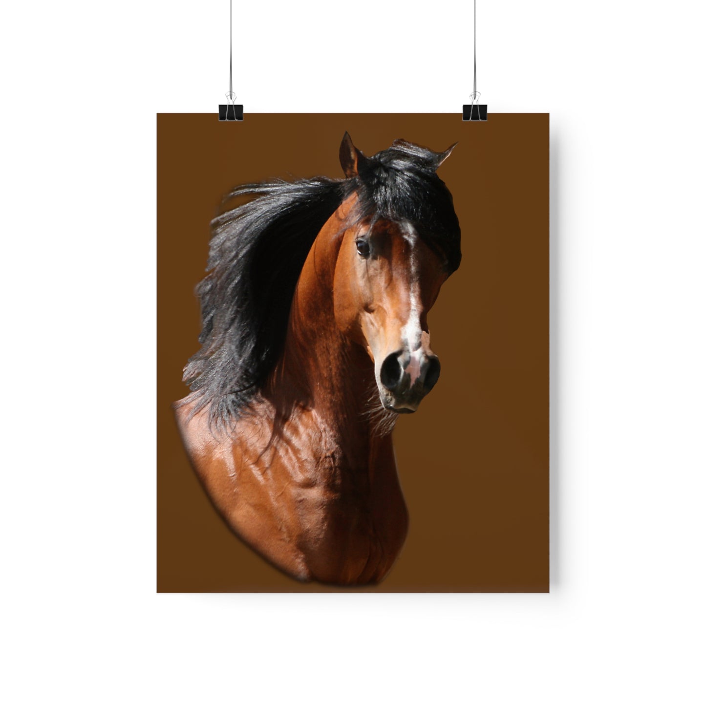 Bay Arabian Stallion  Premium Matte Vertical Posters