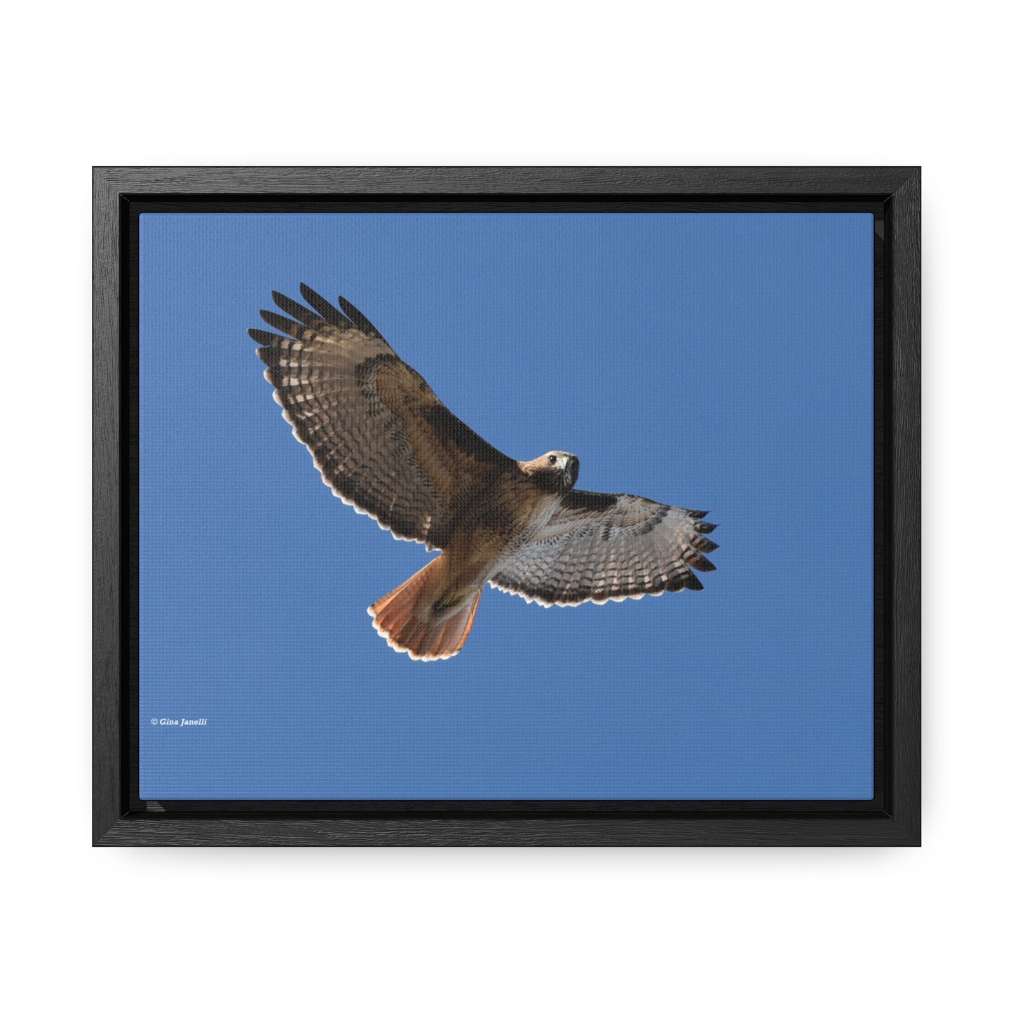 Red Tail Hawk Gallery Canvas Wraps, Horizontal Frame
