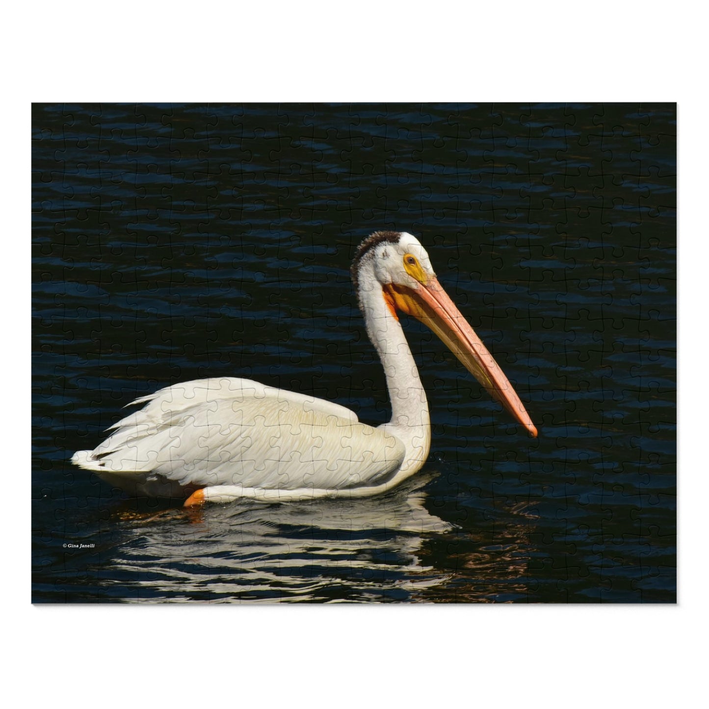 American White Pelican Jigsaw Puzzle ( 110, 252, 500, Piece)