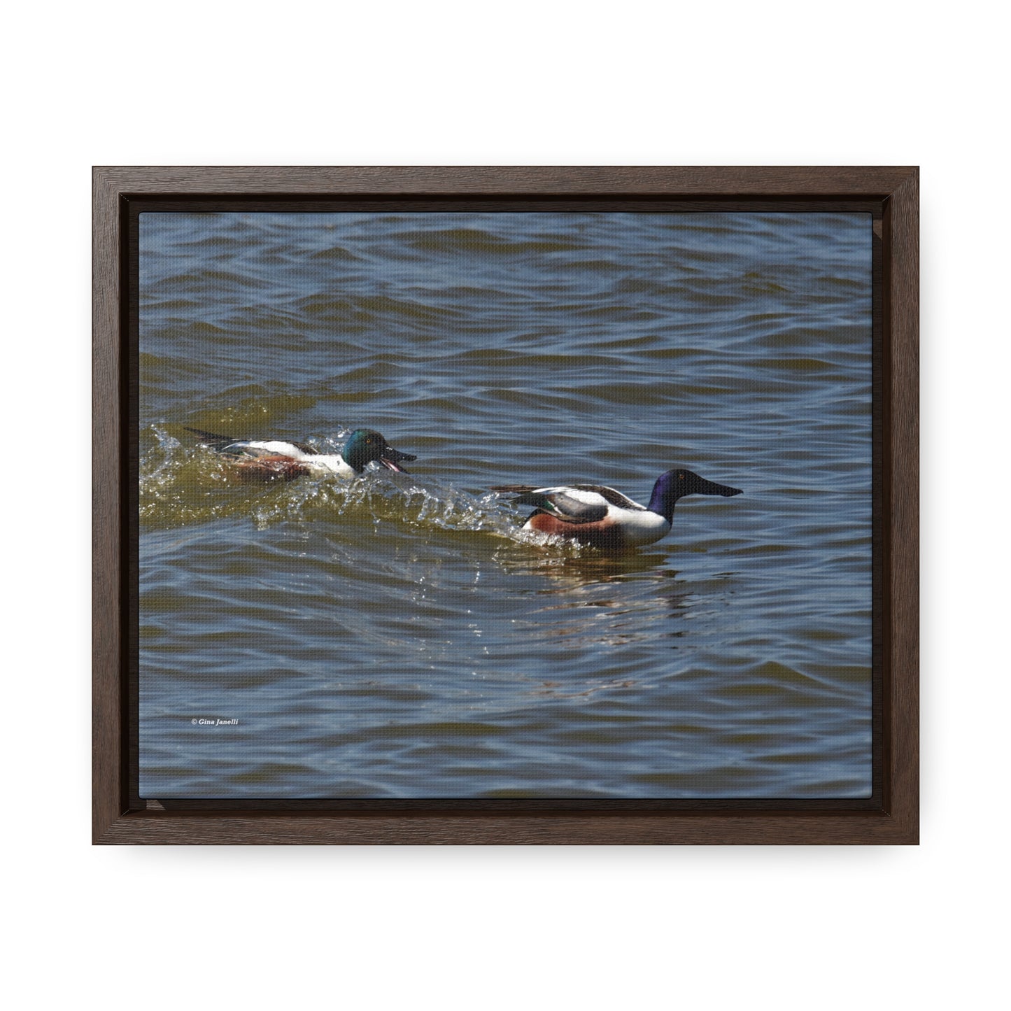 Northern Shoveler Gallery Canvas Wraps, Horizontal Frame