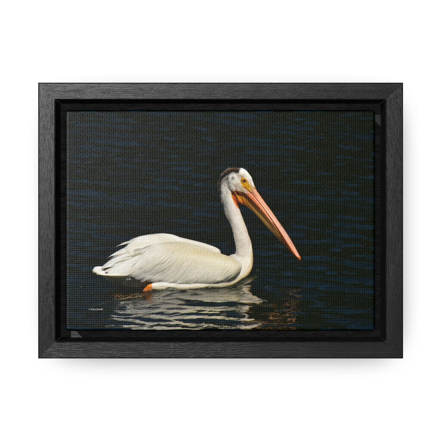 American White Pelican     Gallery Canvas Wraps, Horizontal Frame