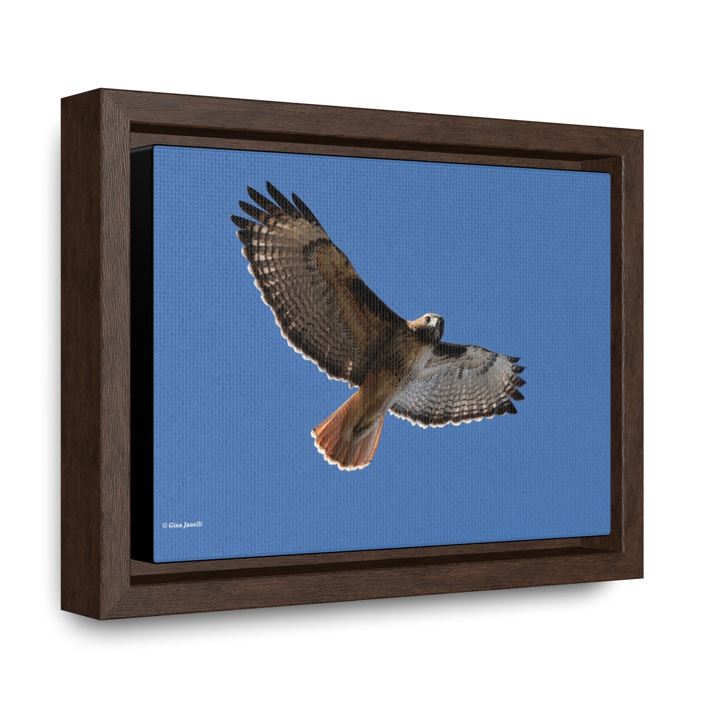 Red Tail Hawk Gallery Canvas Wraps, Horizontal Frame