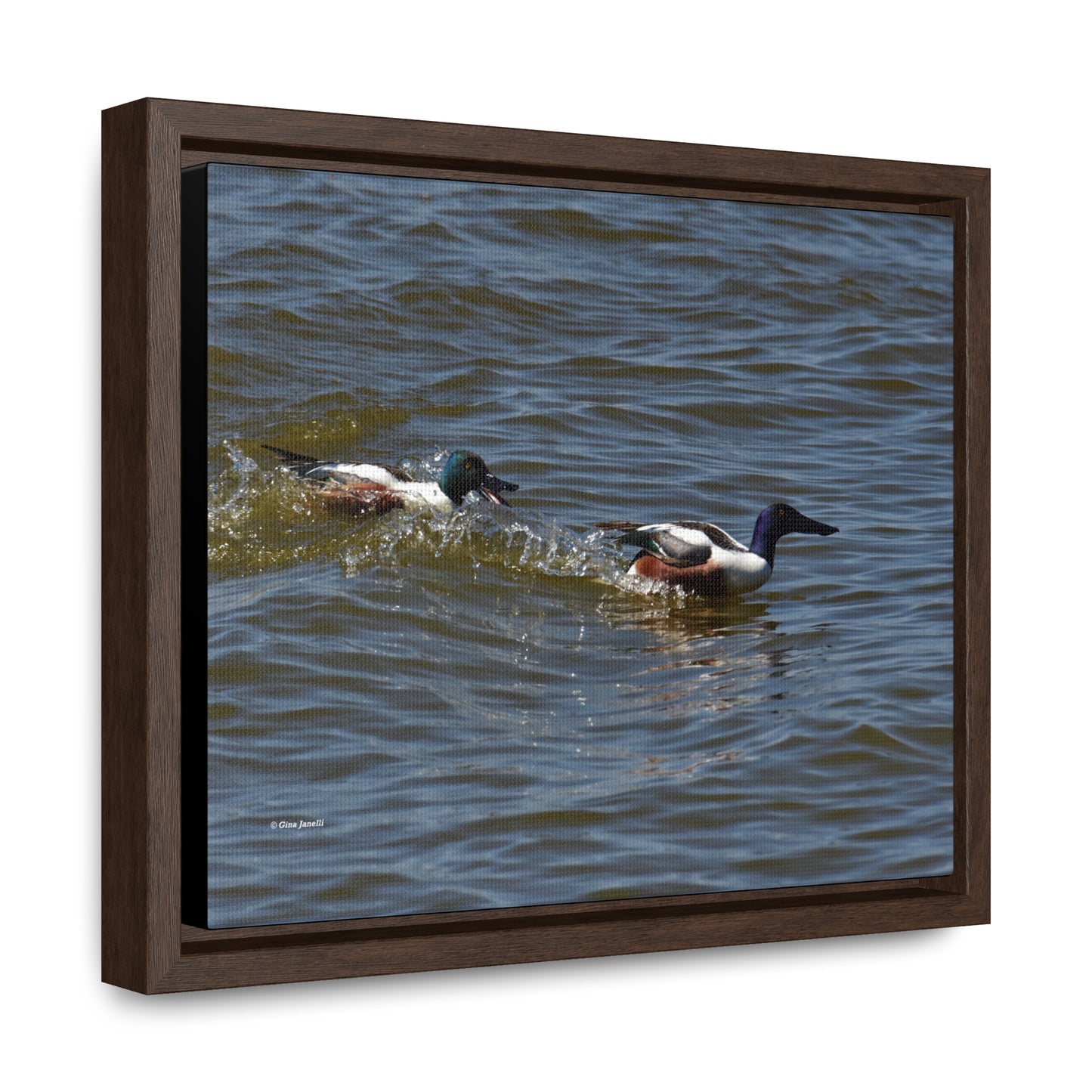 Northern Shoveler Gallery Canvas Wraps, Horizontal Frame