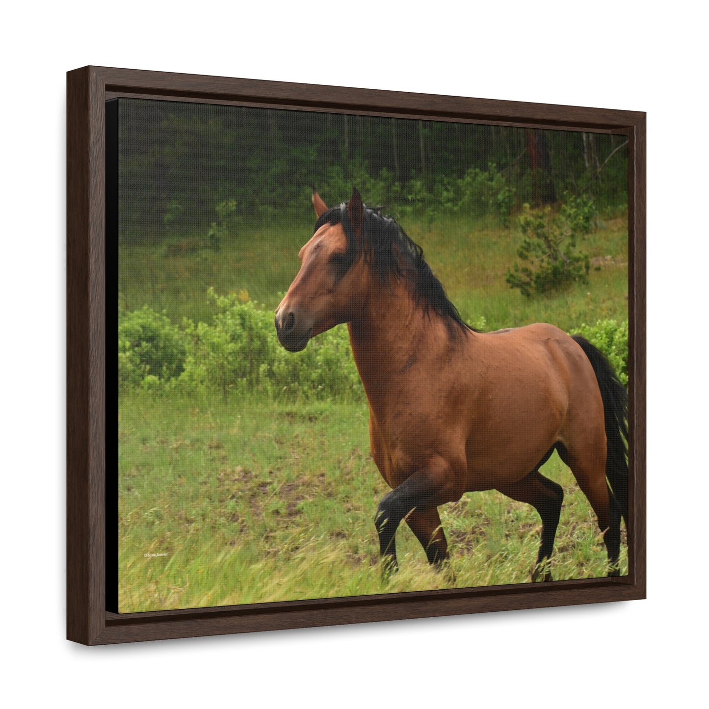 Protector,  Wild Stallion   Gallery Canvas Wraps, Horizontal Frame