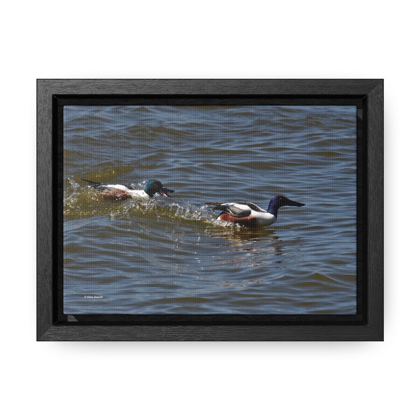 Northern Shoveler Gallery Canvas Wraps, Horizontal Frame