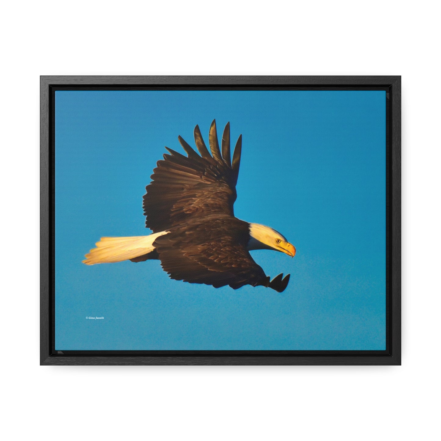 Bald Eagle Gallery Canvas Wraps, Horizontal Frame