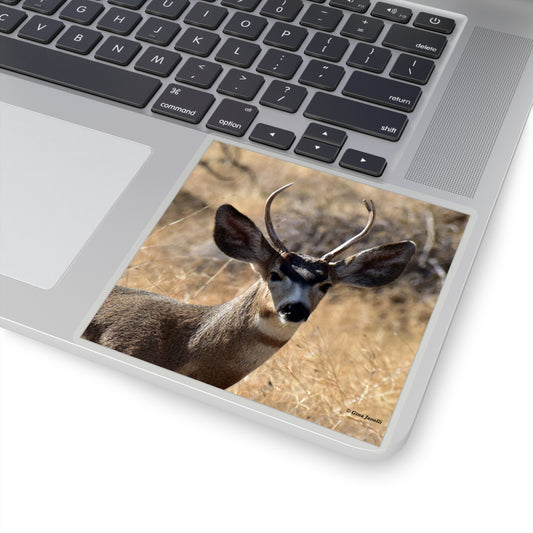 Young Buck - Mule Deer     Kiss-Cut Stickers