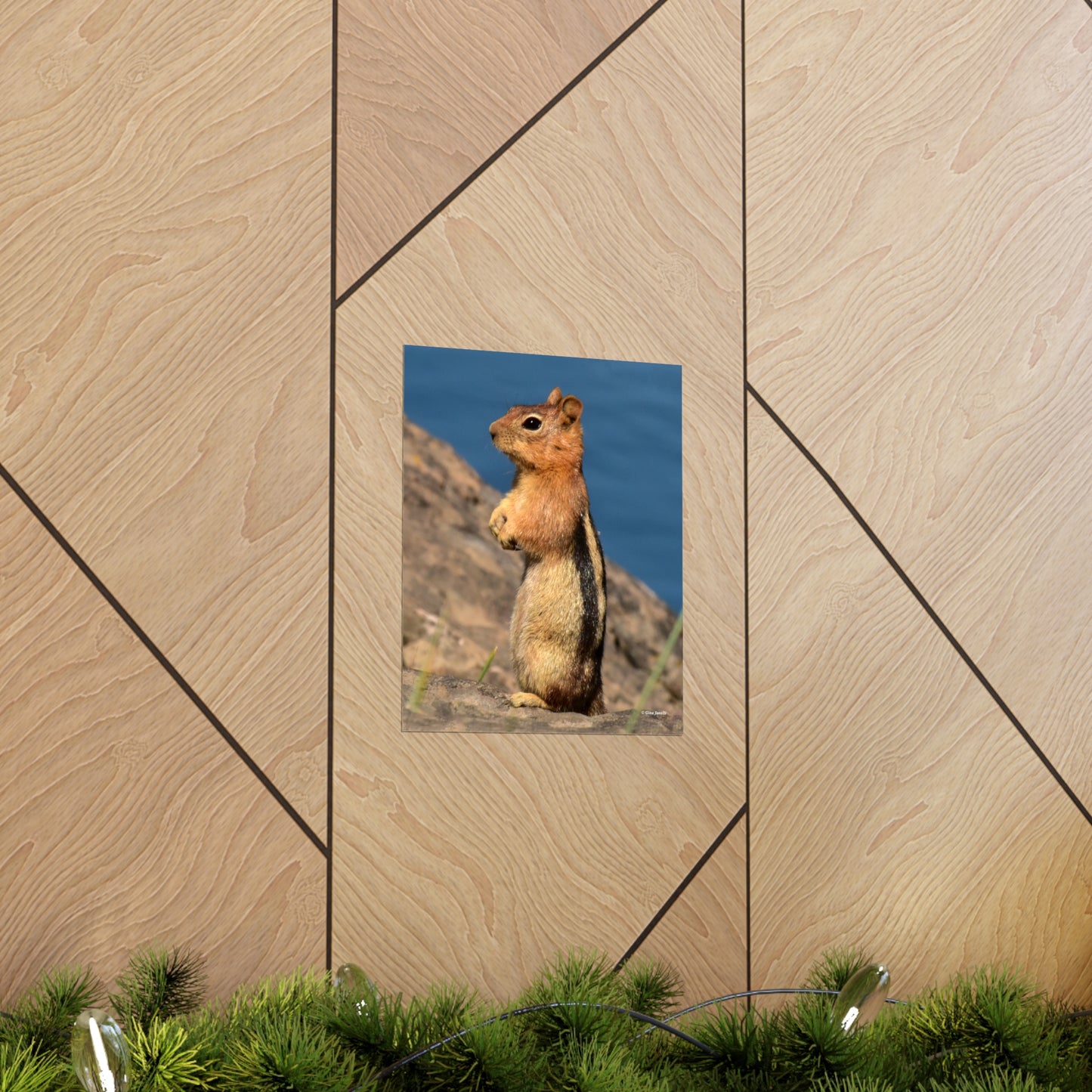 Golden-mantled ground squirrel         Premium Matte vertical posters