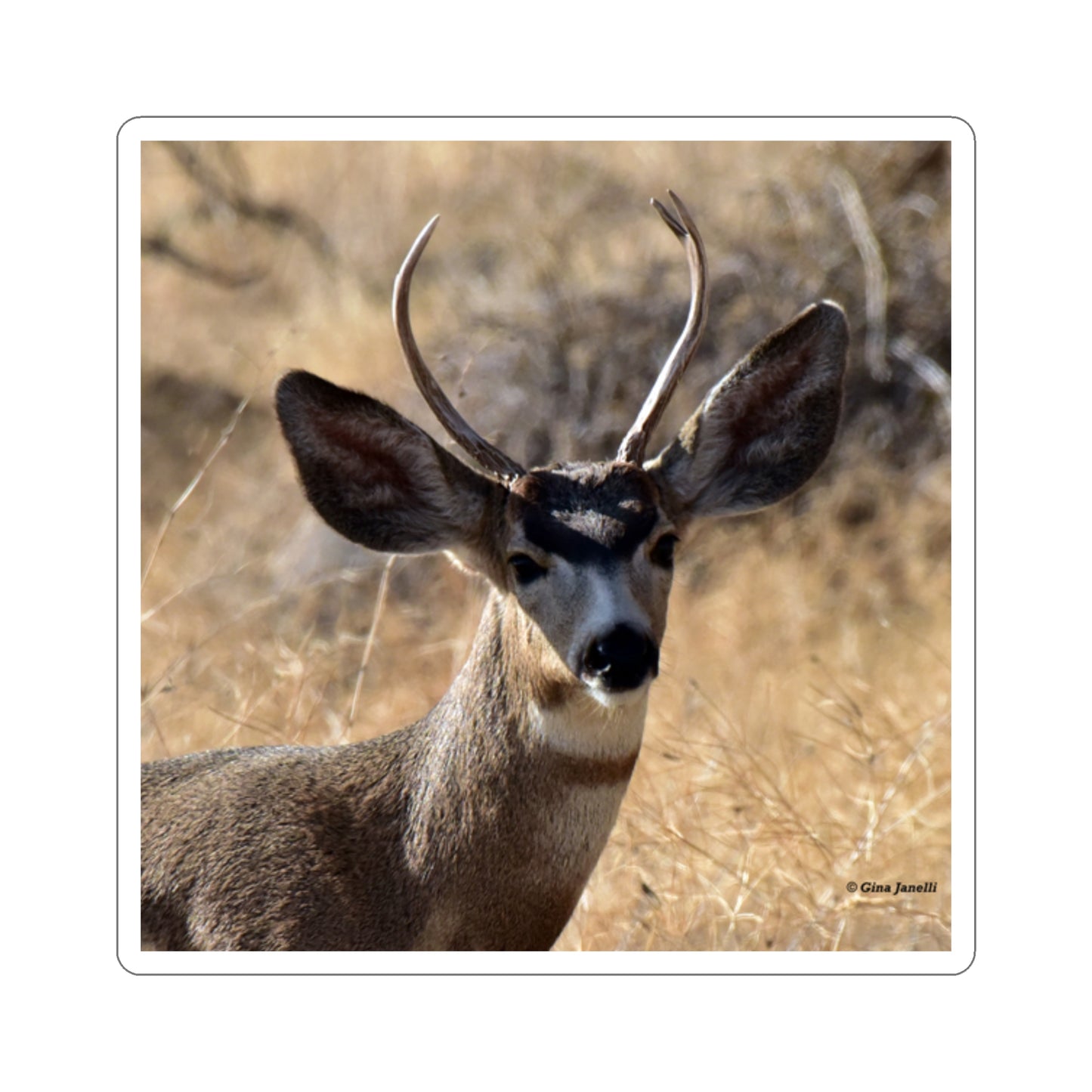 Young Buck - Mule Deer     Kiss-Cut Stickers