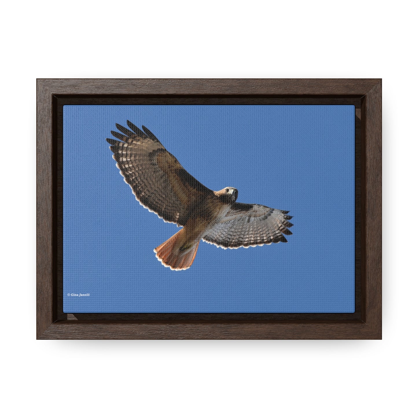 Red Tail Hawk Gallery Canvas Wraps, Horizontal Frame