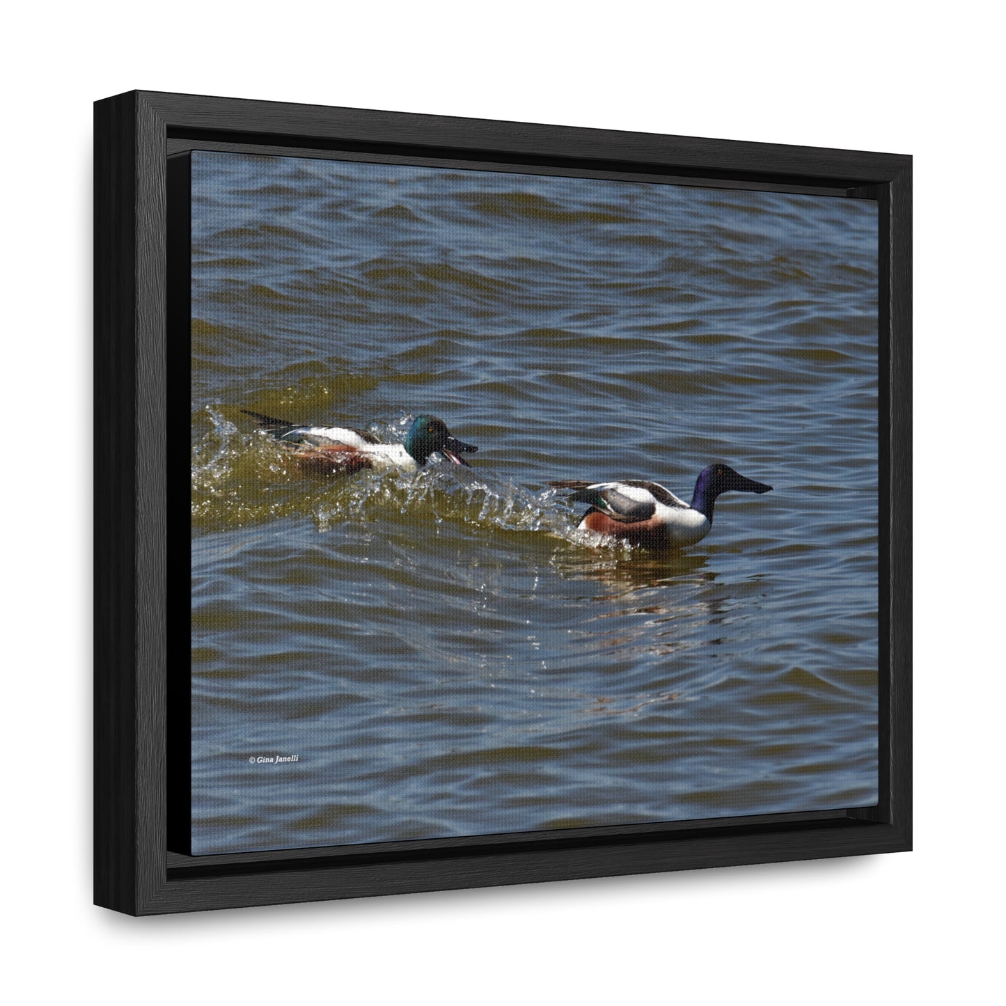 Northern Shoveler Gallery Canvas Wraps, Horizontal Frame