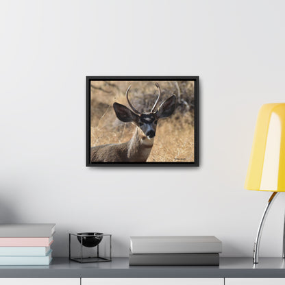 Young Buck - Mule Deer    Gallery Canvas Wraps, Horizontal Frame