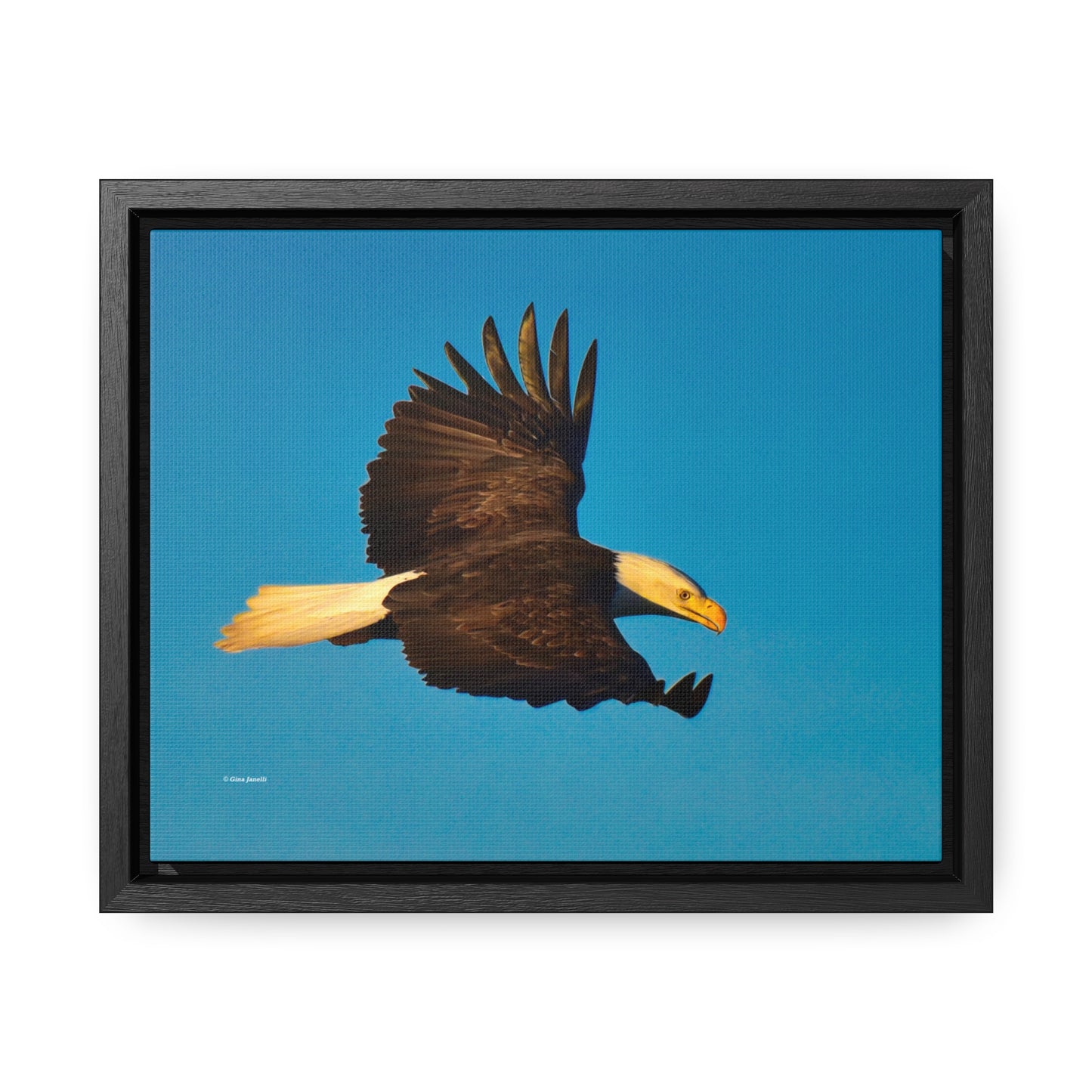 Bald Eagle Gallery Canvas Wraps, Horizontal Frame