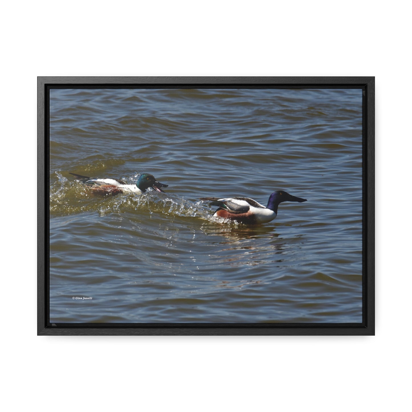 Northern Shoveler Gallery Canvas Wraps, Horizontal Frame
