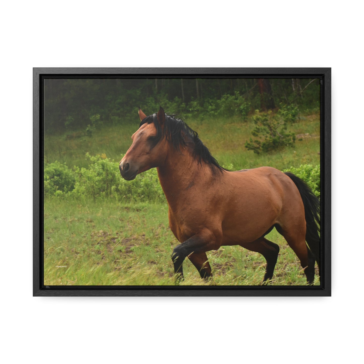 Protector, Wild Stallion Gallery Canvas Wraps, Horizontal Frame