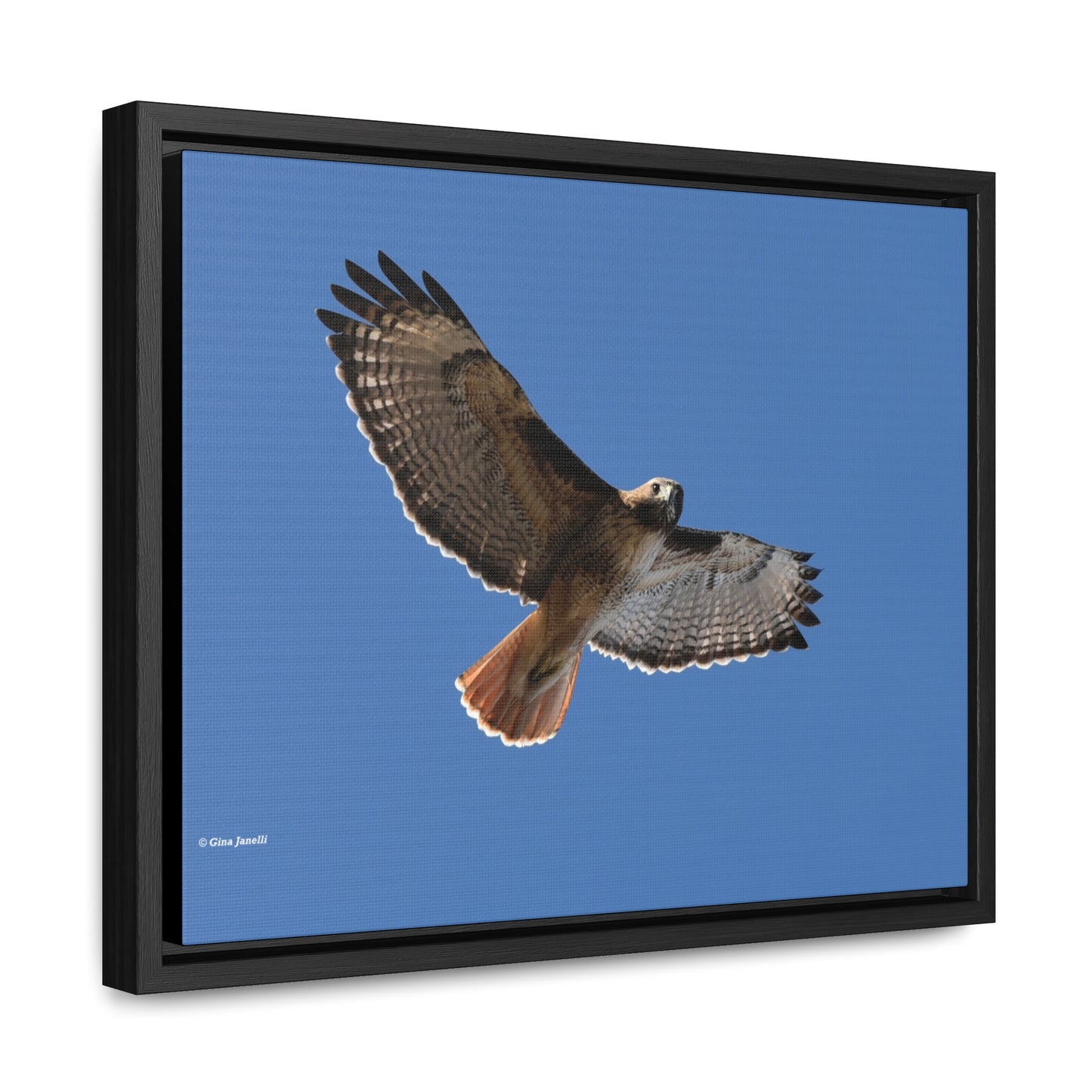 Red Tail Hawk Gallery Canvas Wraps, Horizontal Frame