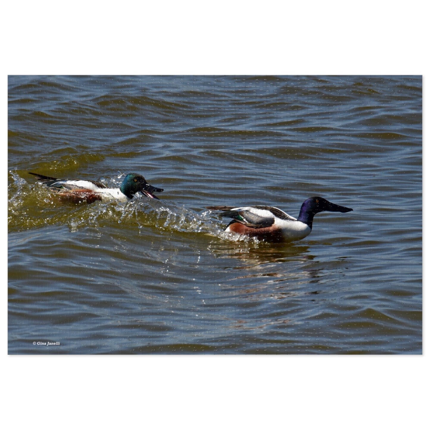 Northern Shoveler Jigsaw Puzzle (110, 252, 500, 1000, Piece)