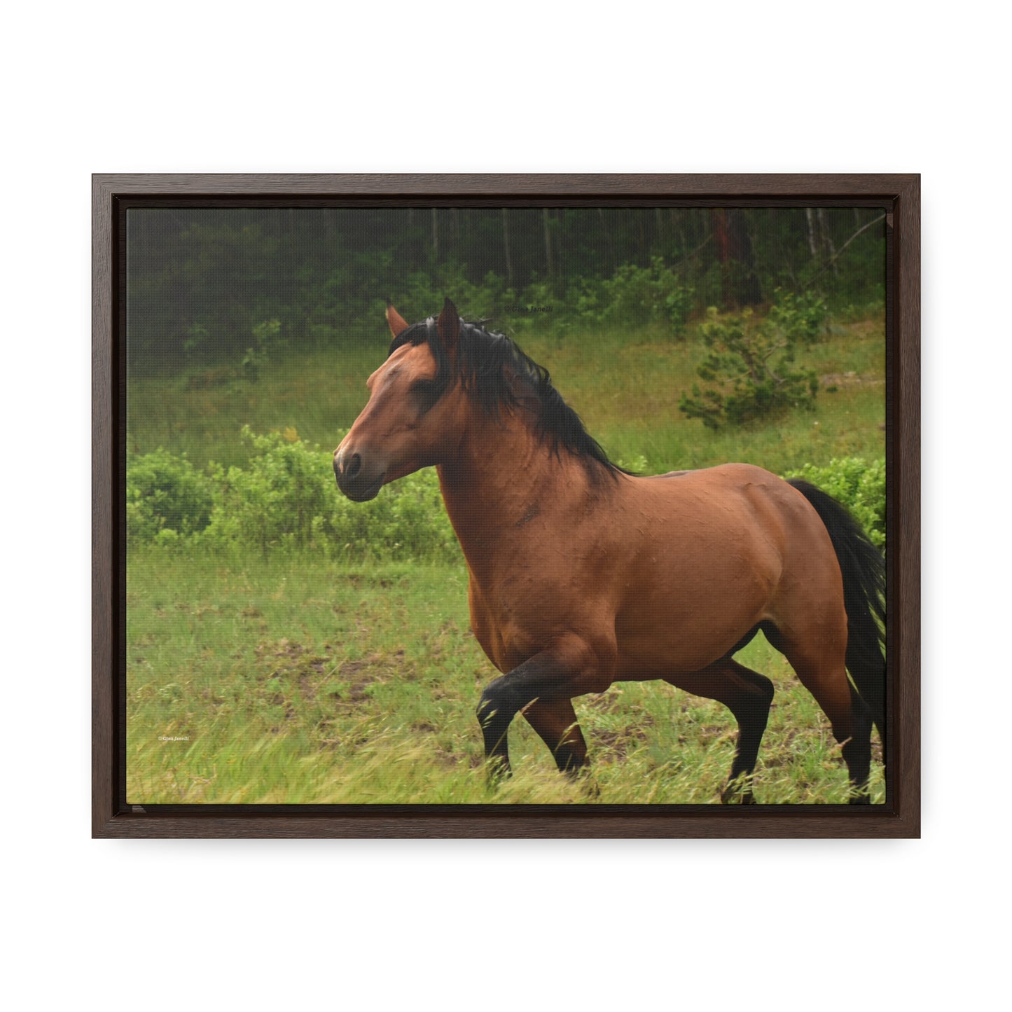Protector, Wild Stallion Gallery Canvas Wraps, Horizontal Frame