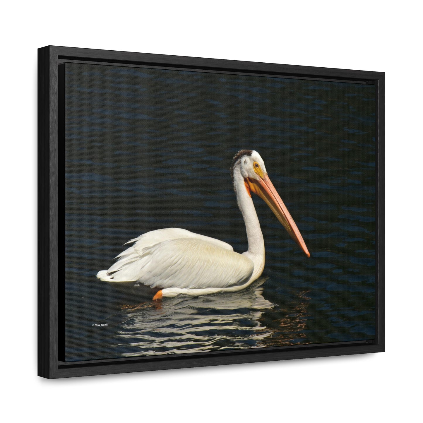 American White Pelican     Gallery Canvas Wraps, Horizontal Frame