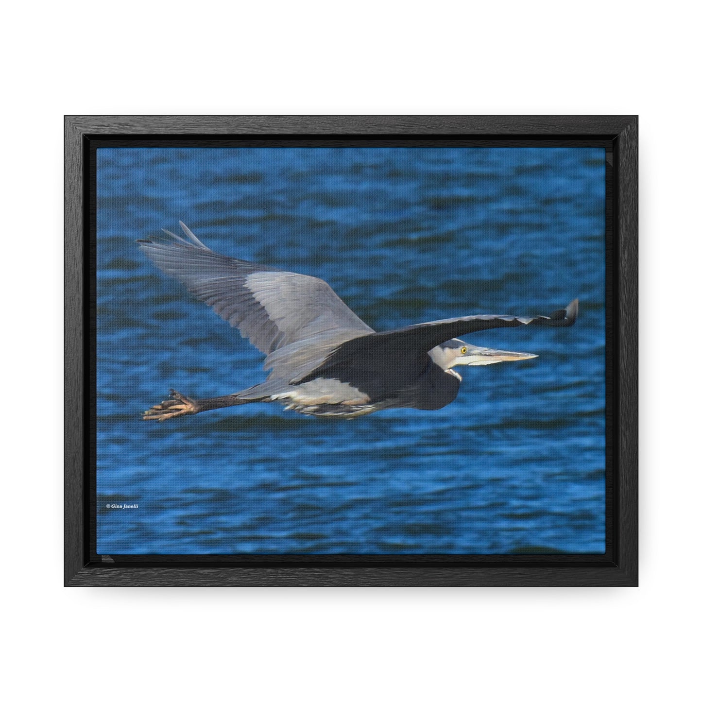 Great Blue Heron      Gallery Canvas Wraps, Horizontal Frame