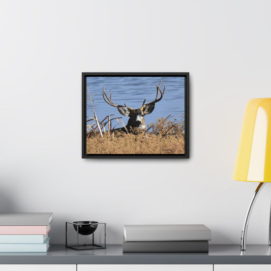 Mule Deer Buck    Gallery Canvas Wraps, Horizontal Frame