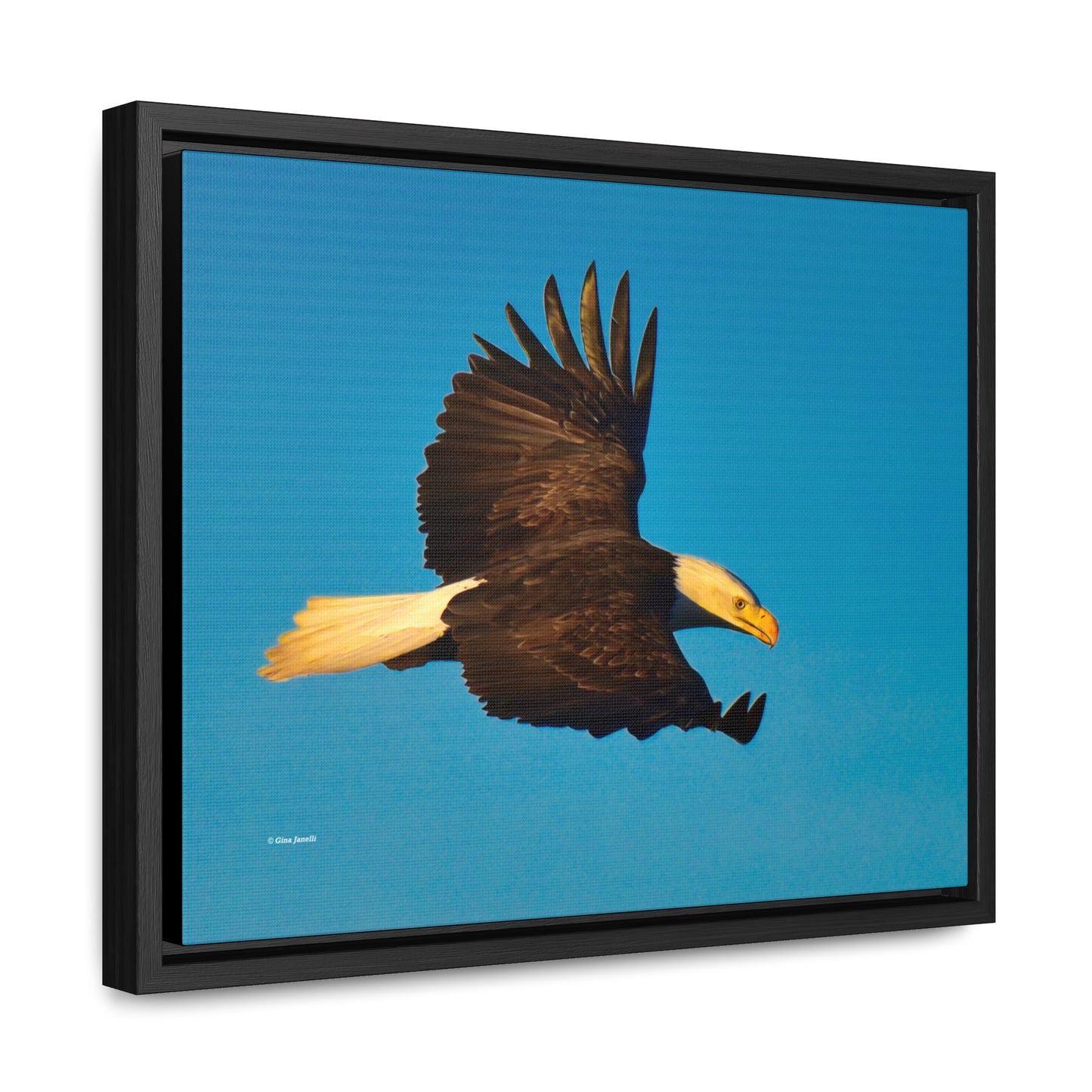 Bald Eagle Gallery Canvas Wraps, Horizontal Frame