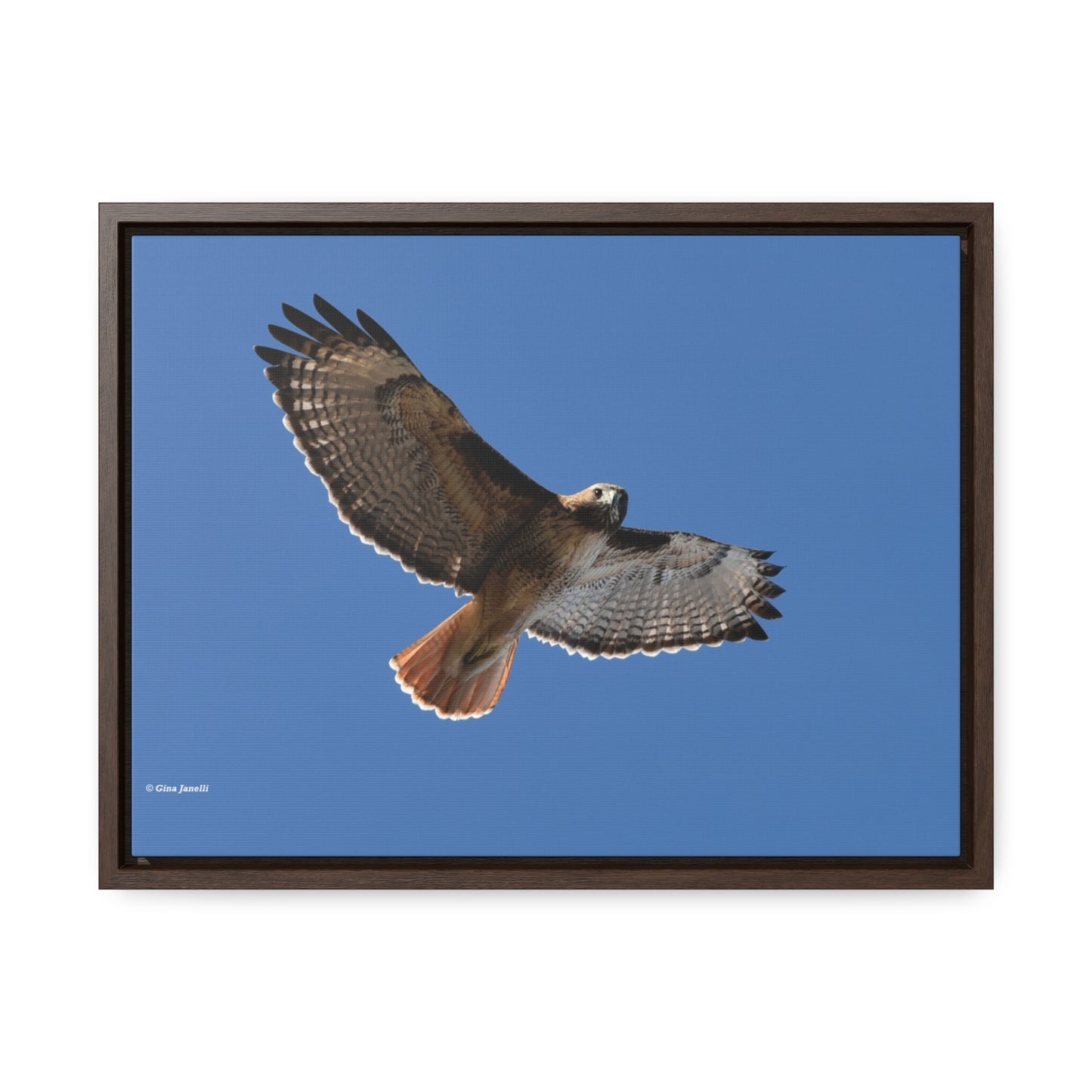 Red Tail Hawk Gallery Canvas Wraps, Horizontal Frame