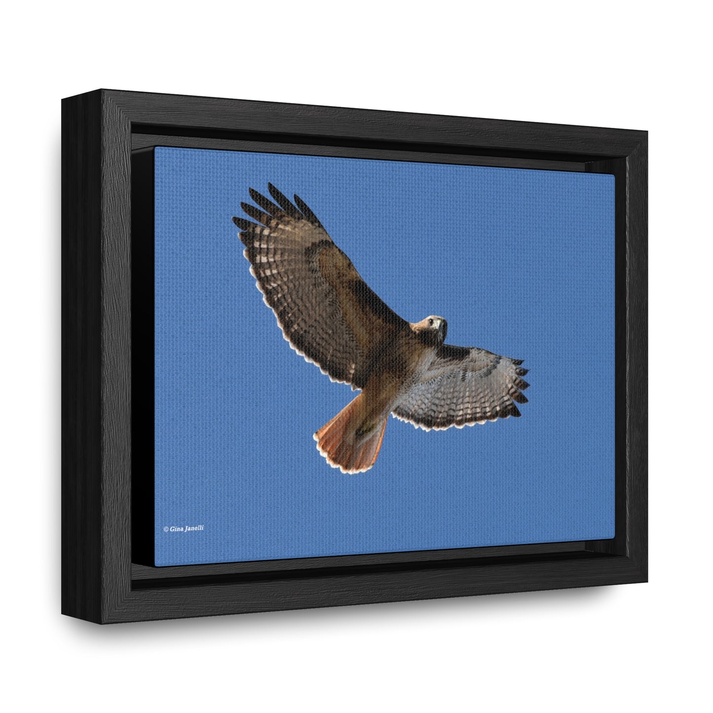 Red Tail Hawk Gallery Canvas Wraps, Horizontal Frame