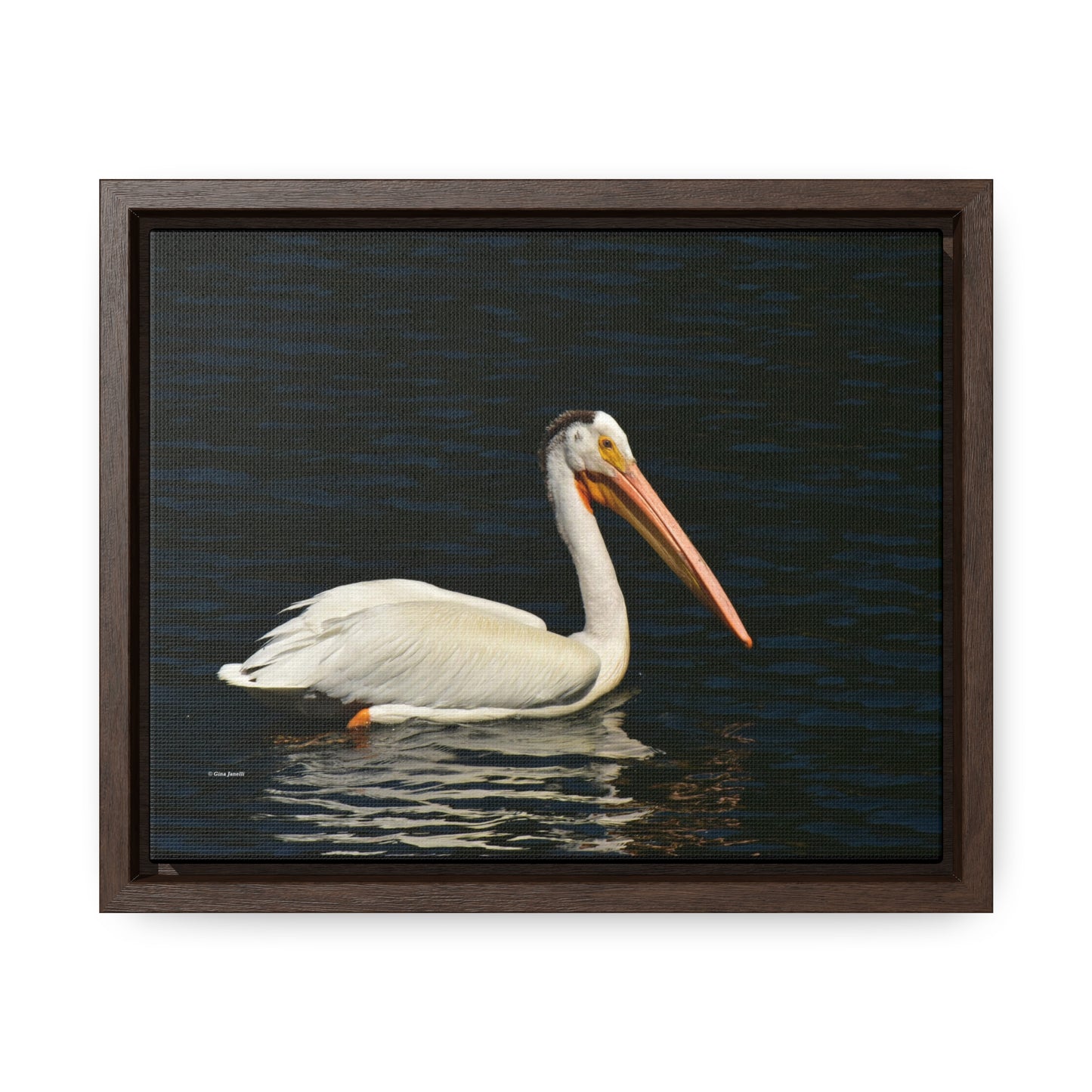 American White Pelican     Gallery Canvas Wraps, Horizontal Frame