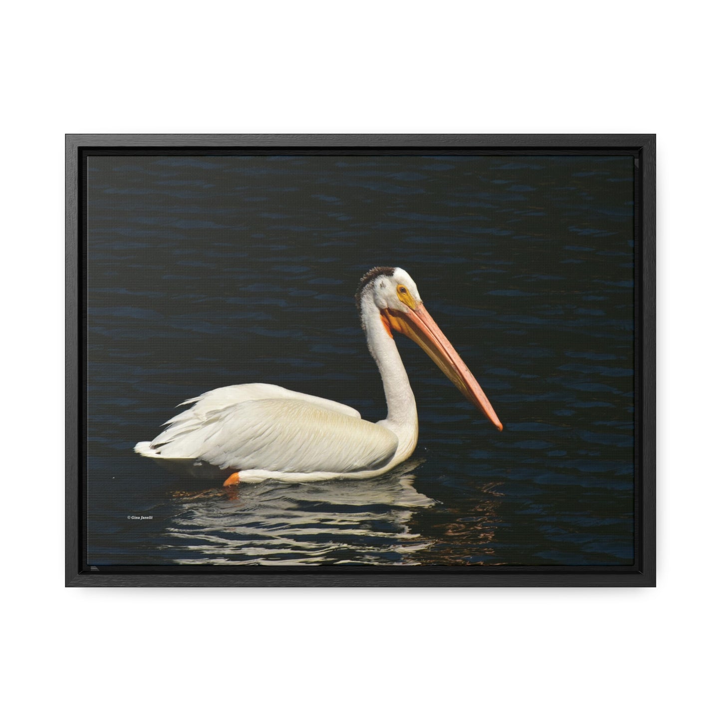 American White Pelican     Gallery Canvas Wraps, Horizontal Frame