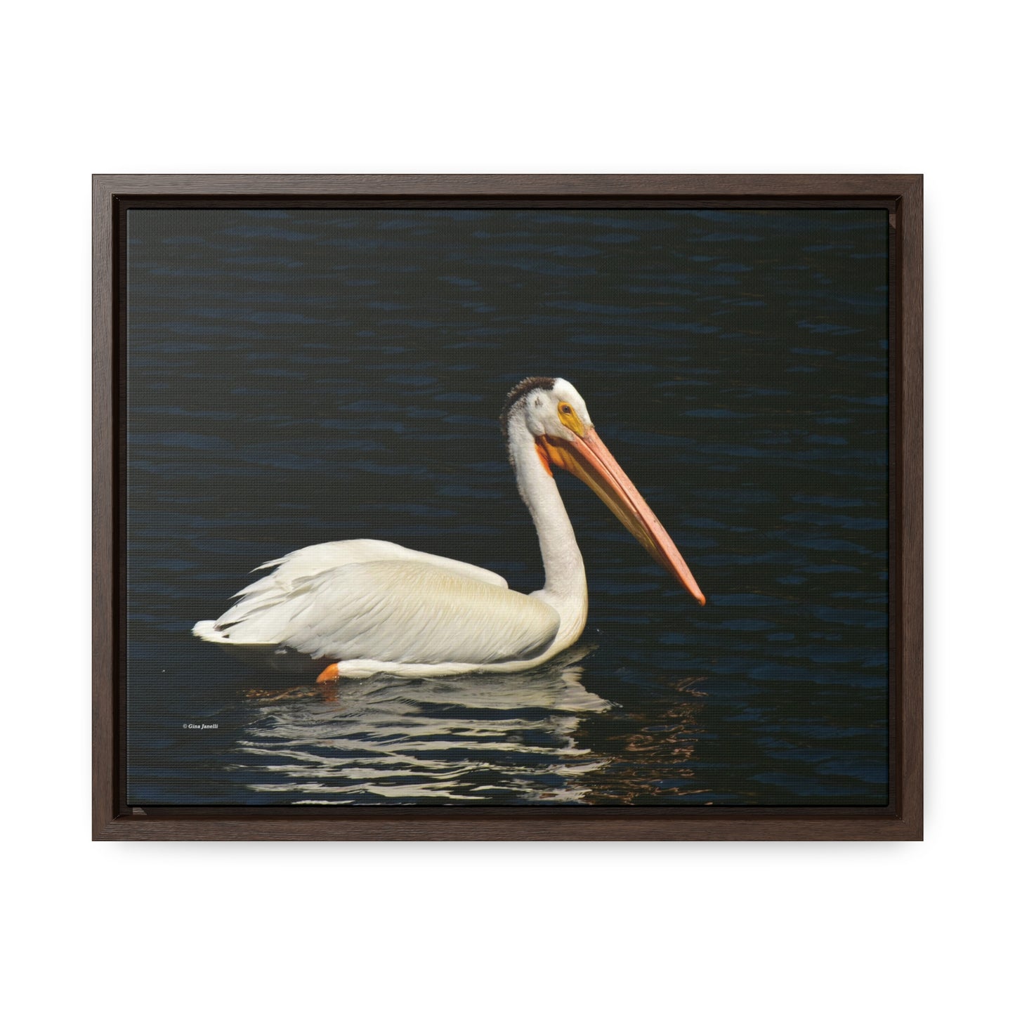 American White Pelican     Gallery Canvas Wraps, Horizontal Frame