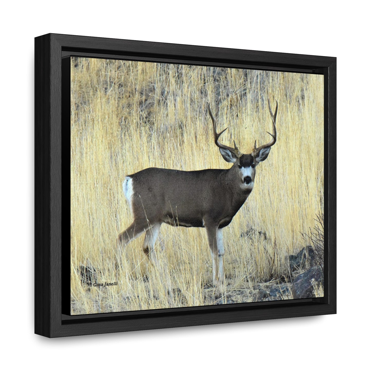 Standing Mule Deer Buck Gallery Canvas Wraps, Horizontal Frame