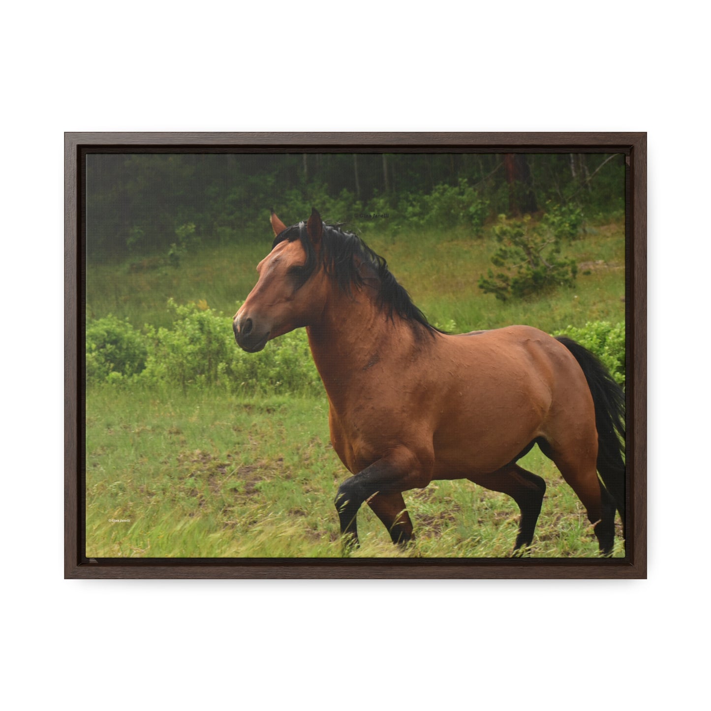 Protector, Wild Stallion Gallery Canvas Wraps, Horizontal Frame