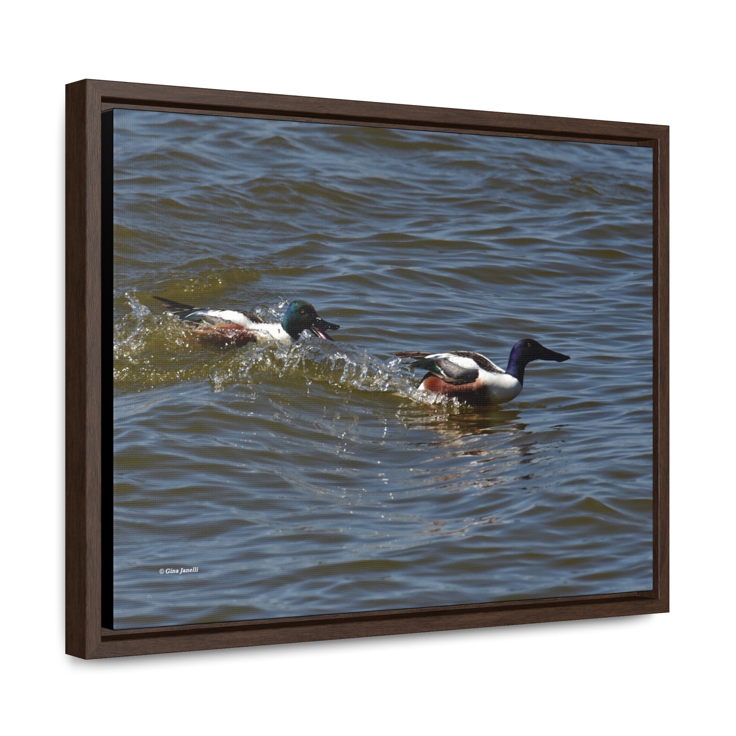 Northern Shoveler Gallery Canvas Wraps, Horizontal Frame