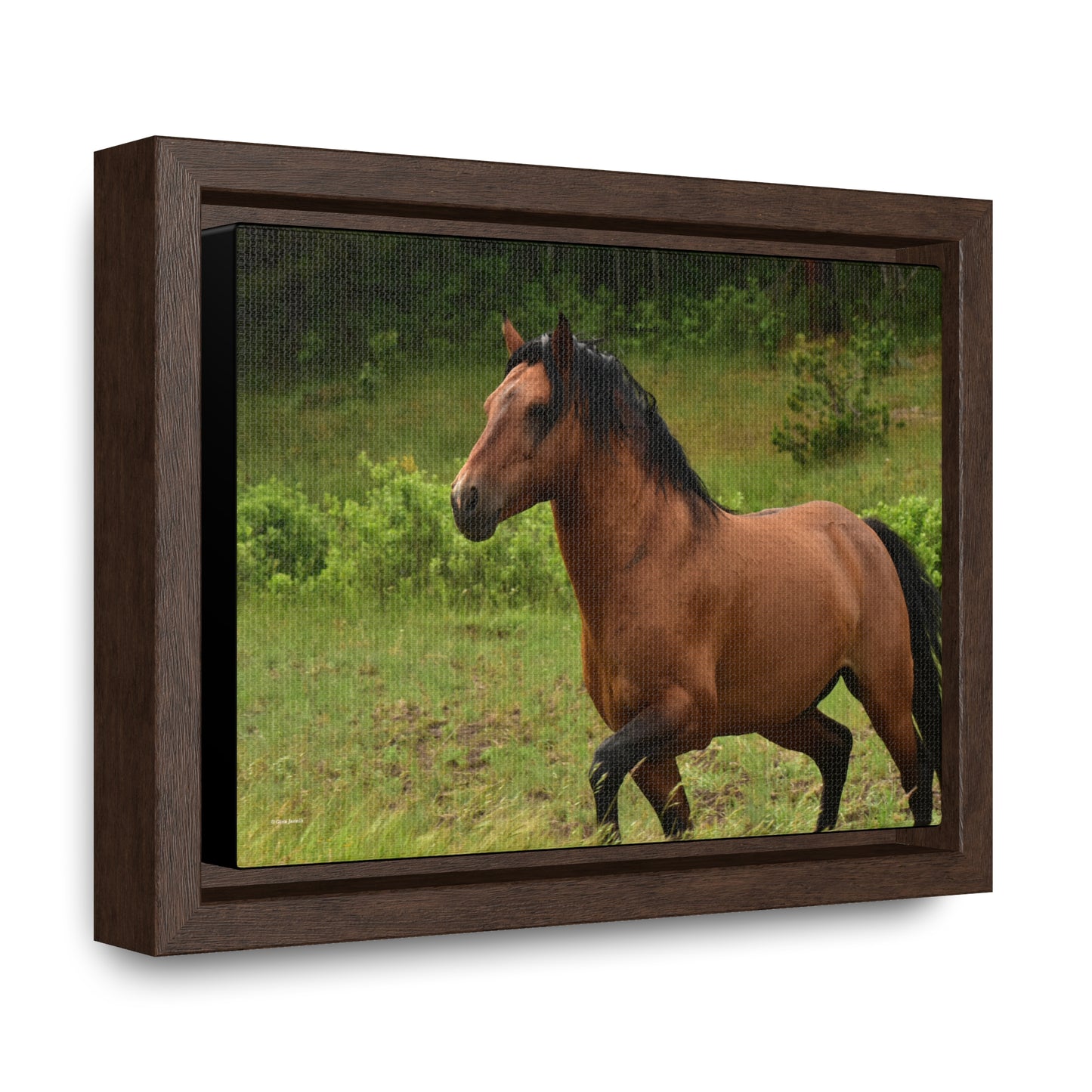 Protector, Wild Stallion Gallery Canvas Wraps, Horizontal Frame