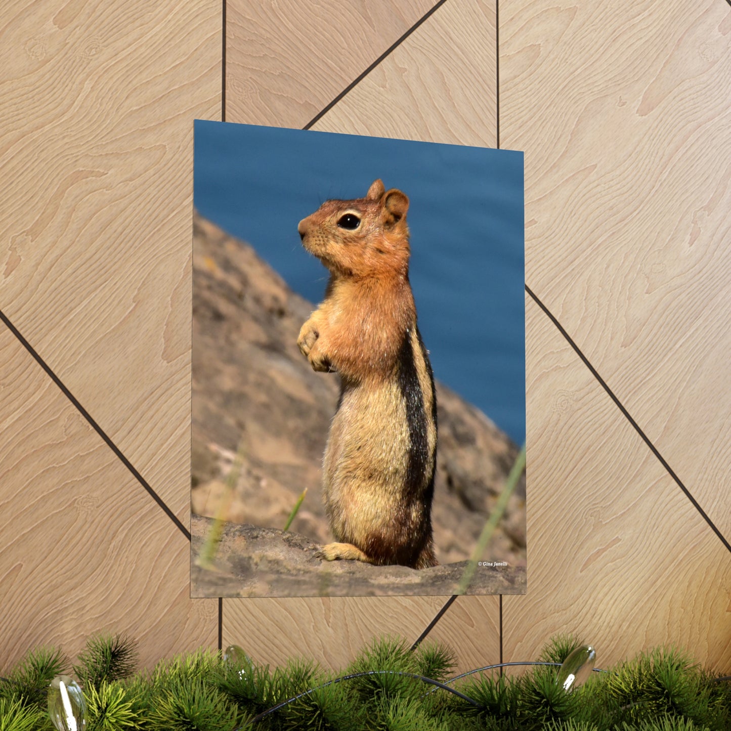 Golden-mantled ground squirrel         Premium Matte vertical posters