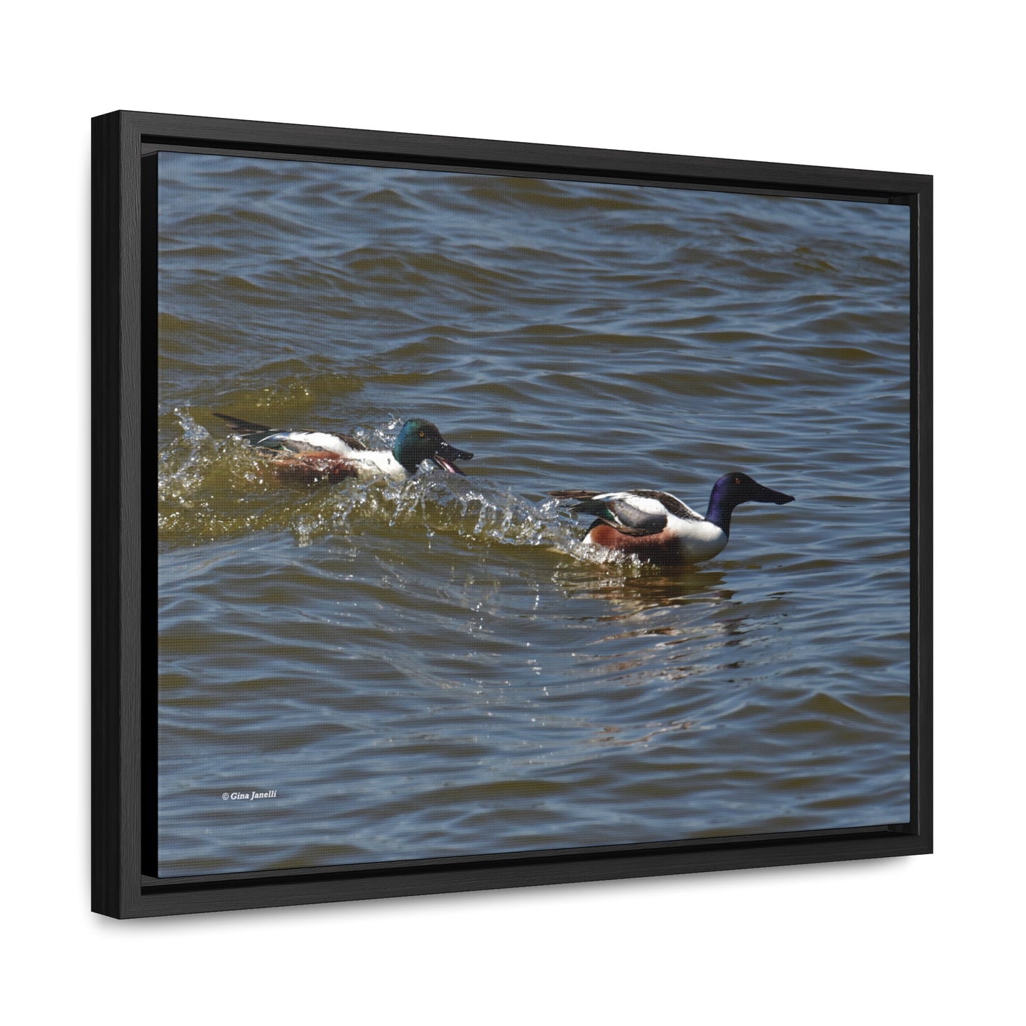 Northern Shoveler Gallery Canvas Wraps, Horizontal Frame