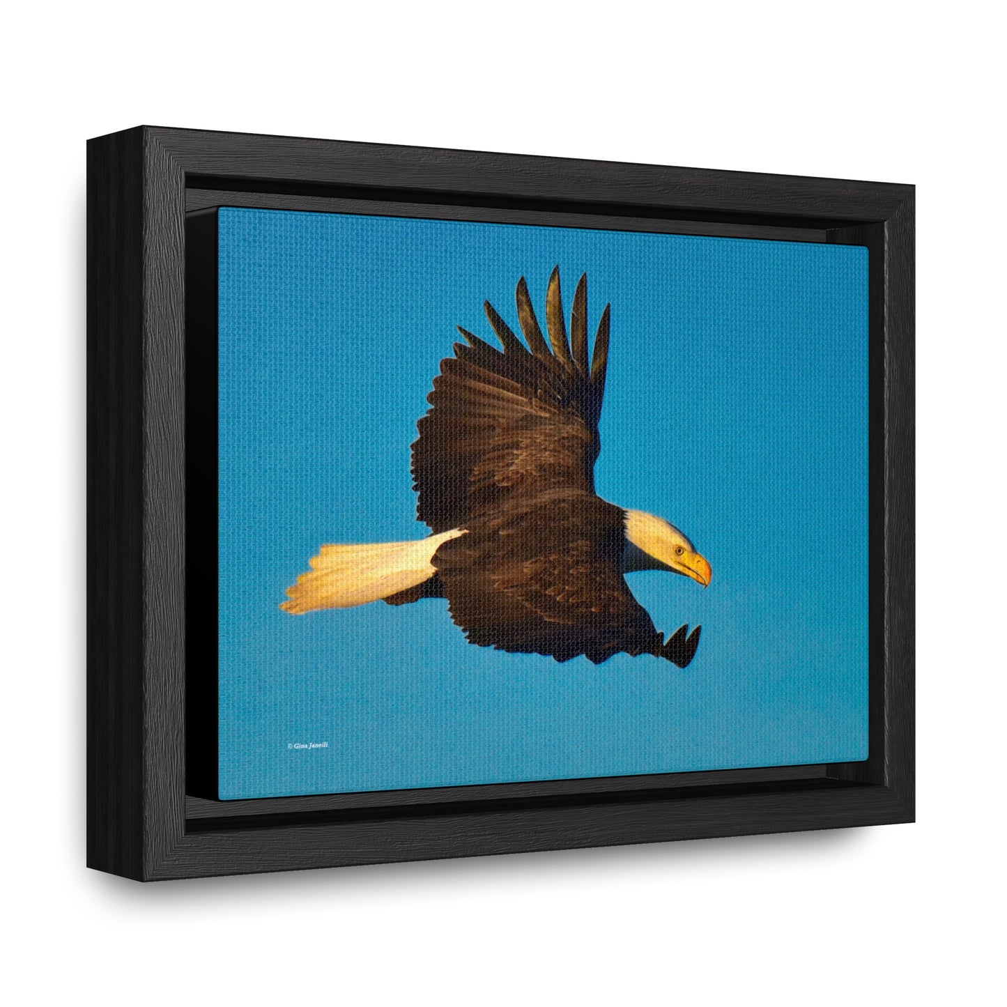 Bald Eagle Gallery Canvas Wraps, Horizontal Frame