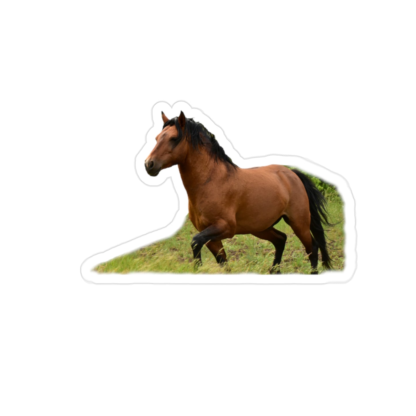 Protector, Wild Stallion Transparent Outdoor Stickers, Die-Cut, 1pcs