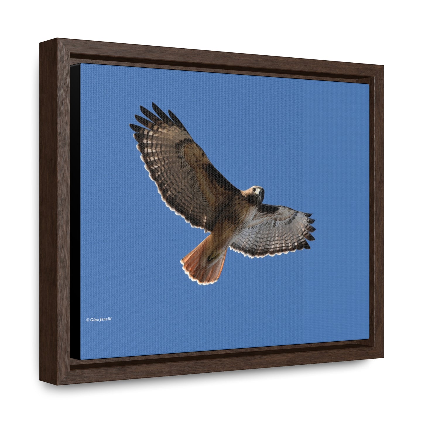 Red Tail Hawk Gallery Canvas Wraps, Horizontal Frame