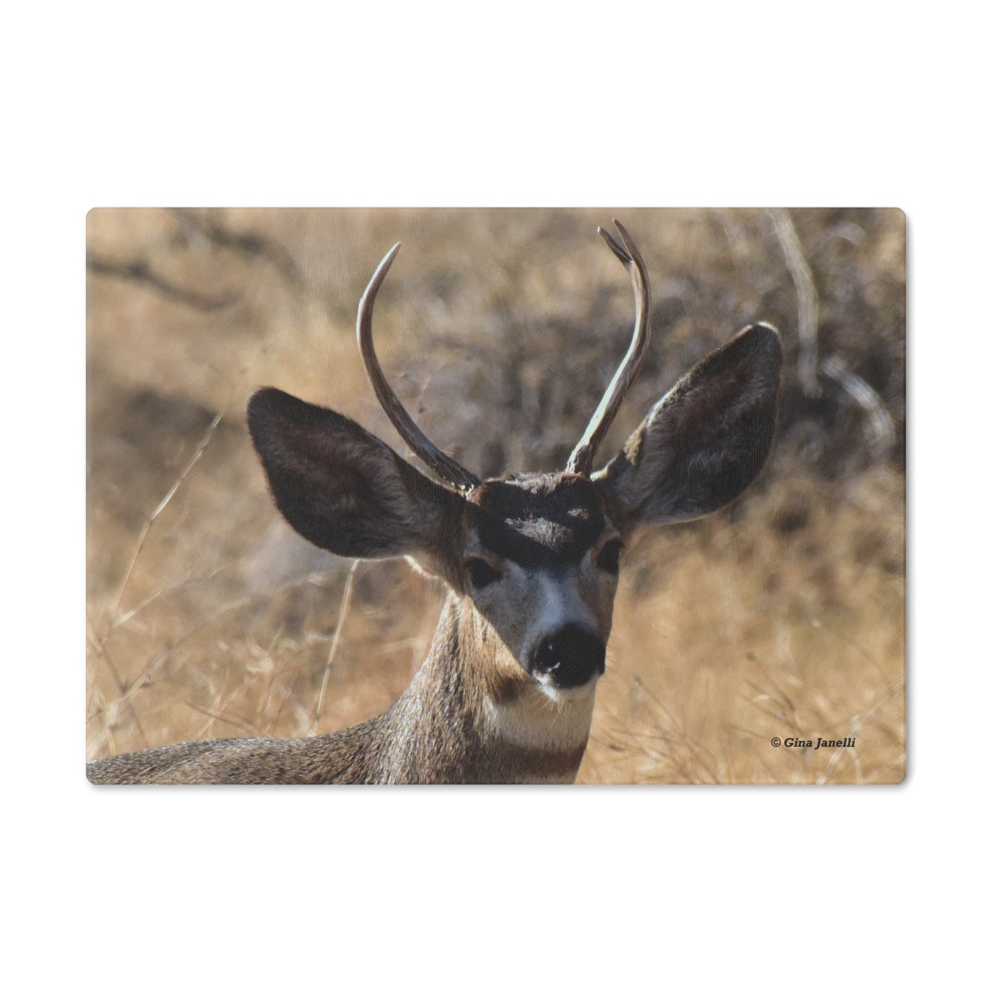 Young Buck - Mule Deer                Cutting Board