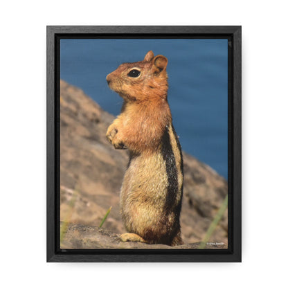 Golden-mantled ground squirrel        Gallery Canvas Wraps, Vertical Frame