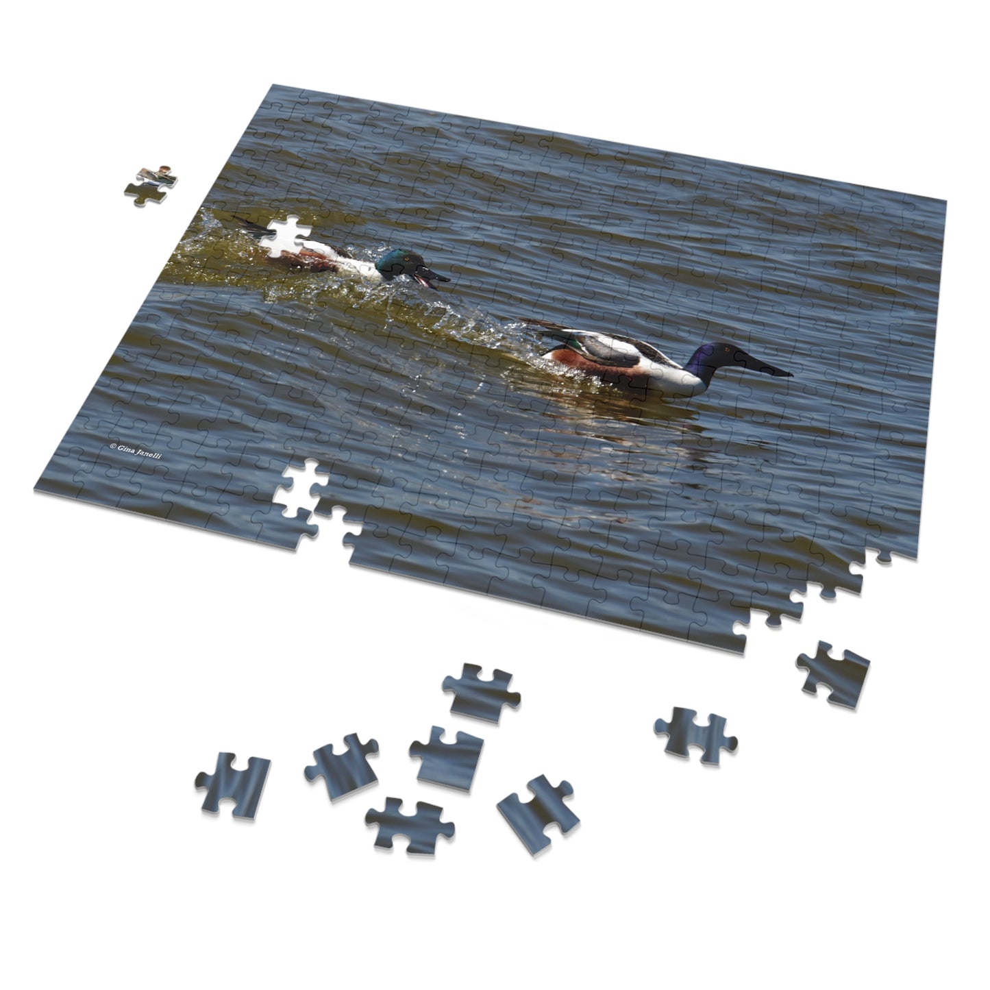 Northern Shoveler Jigsaw Puzzle (110, 252, 500, 1000, Piece)