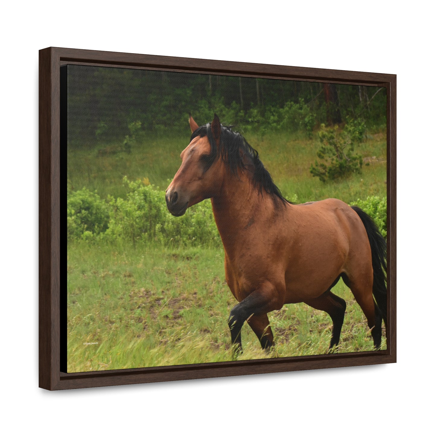 Protector, Wild Stallion Gallery Canvas Wraps, Horizontal Frame