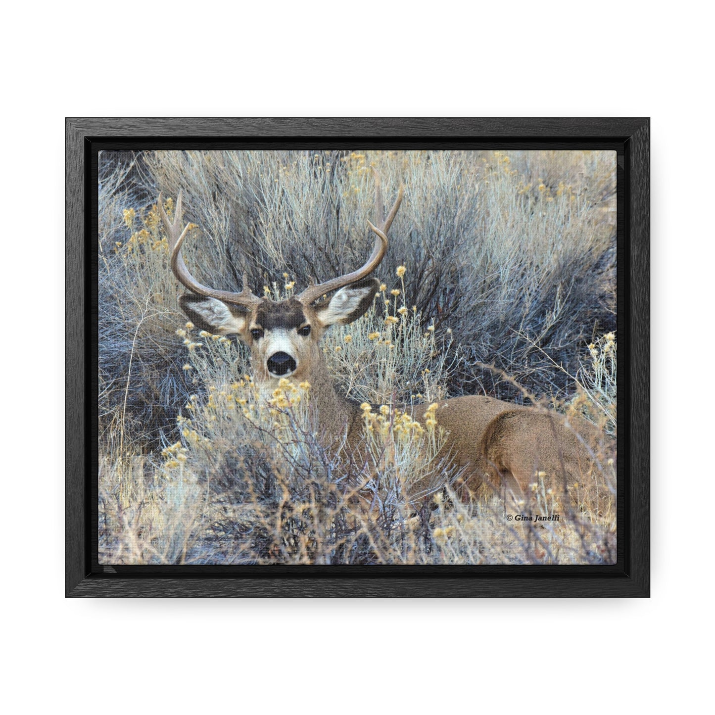 Mule Deer Buck Moment   Gallery Canvas Wraps, Horizontal Frame