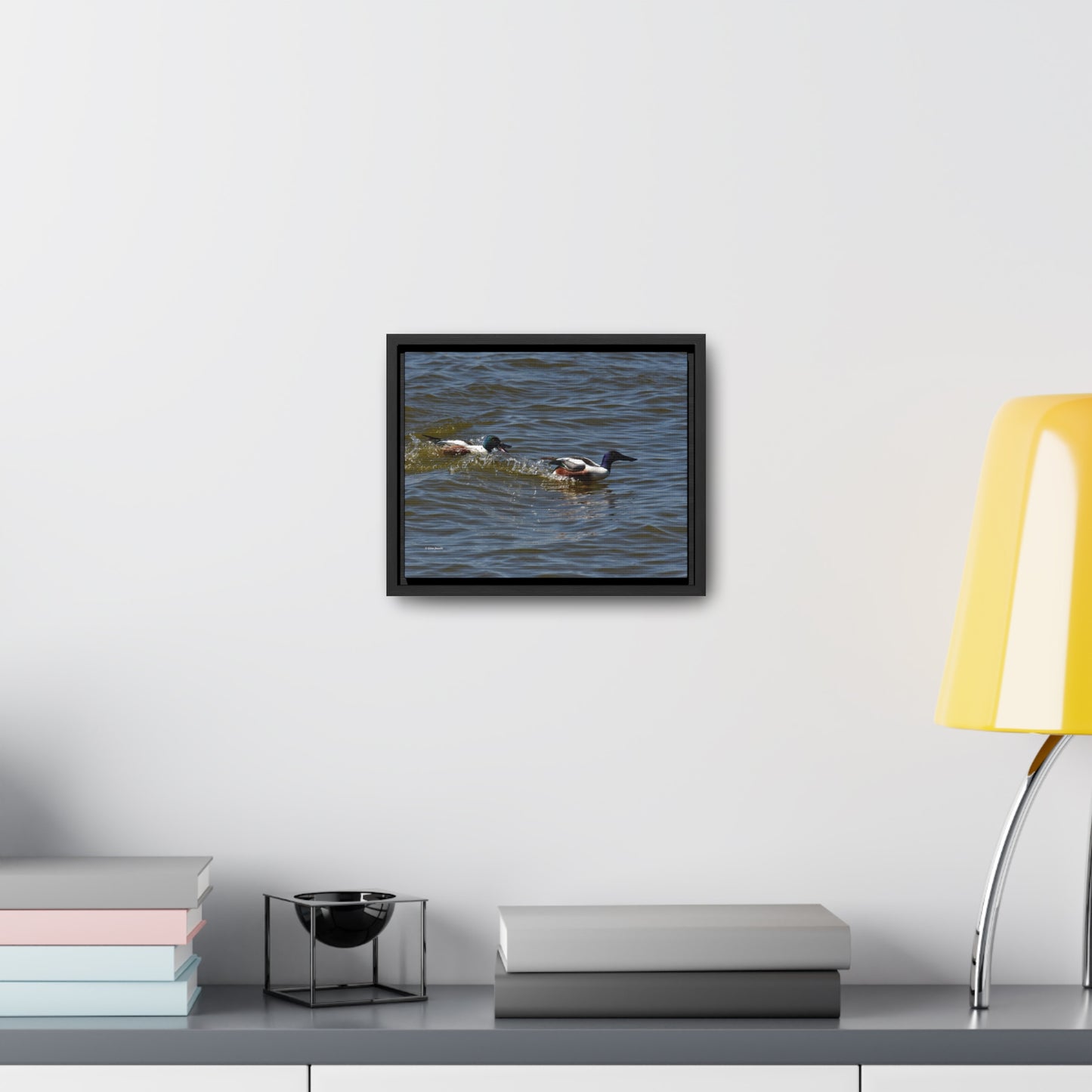 Northern Shoveler Gallery Canvas Wraps, Horizontal Frame