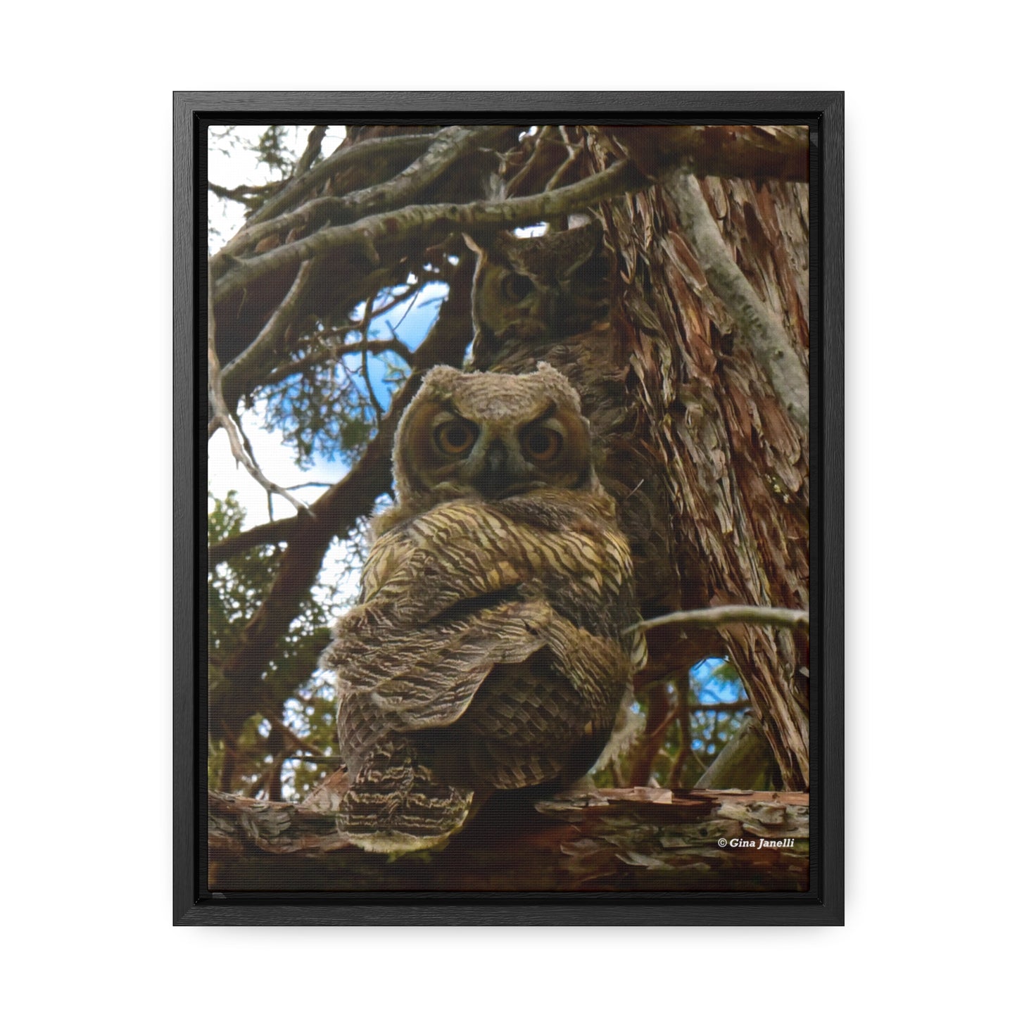 Great Horned Owls    Gallery Canvas Wraps, Vertical Frame