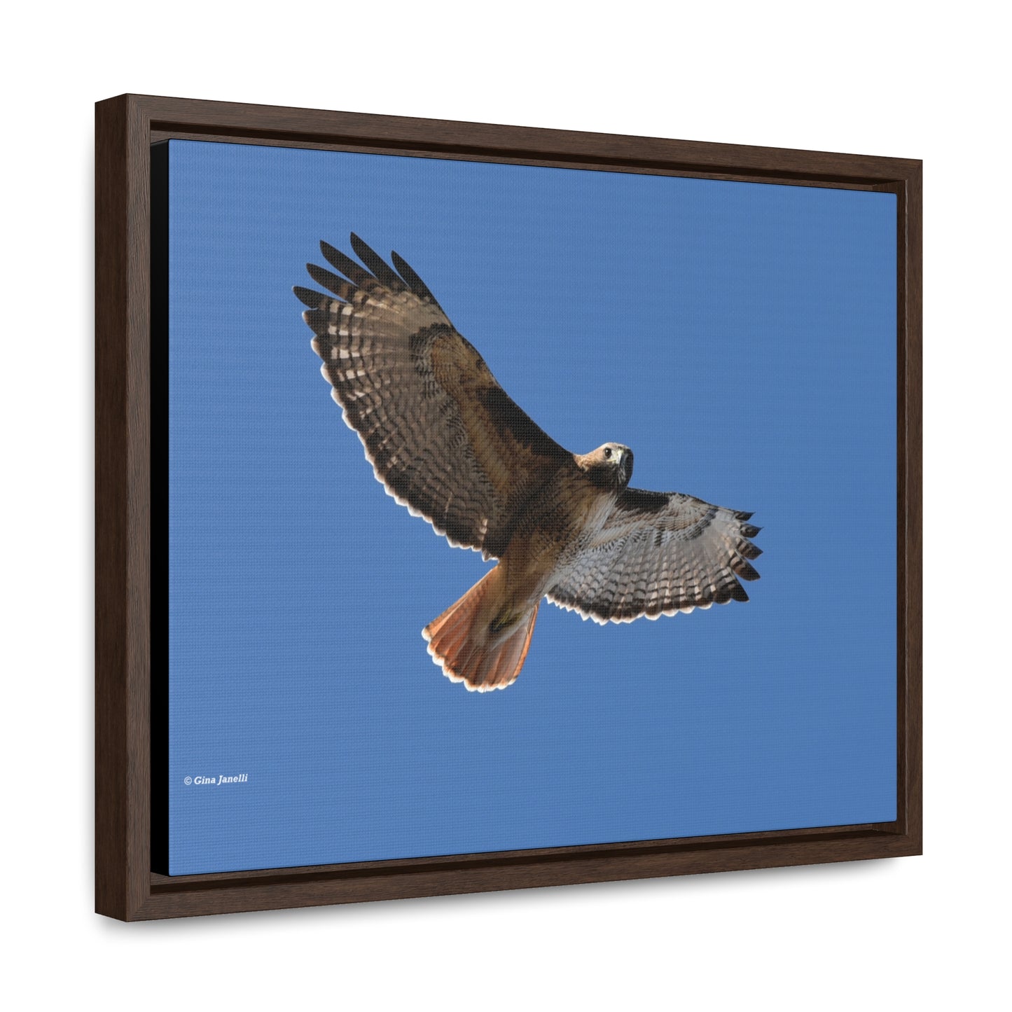Red Tail Hawk Gallery Canvas Wraps, Horizontal Frame