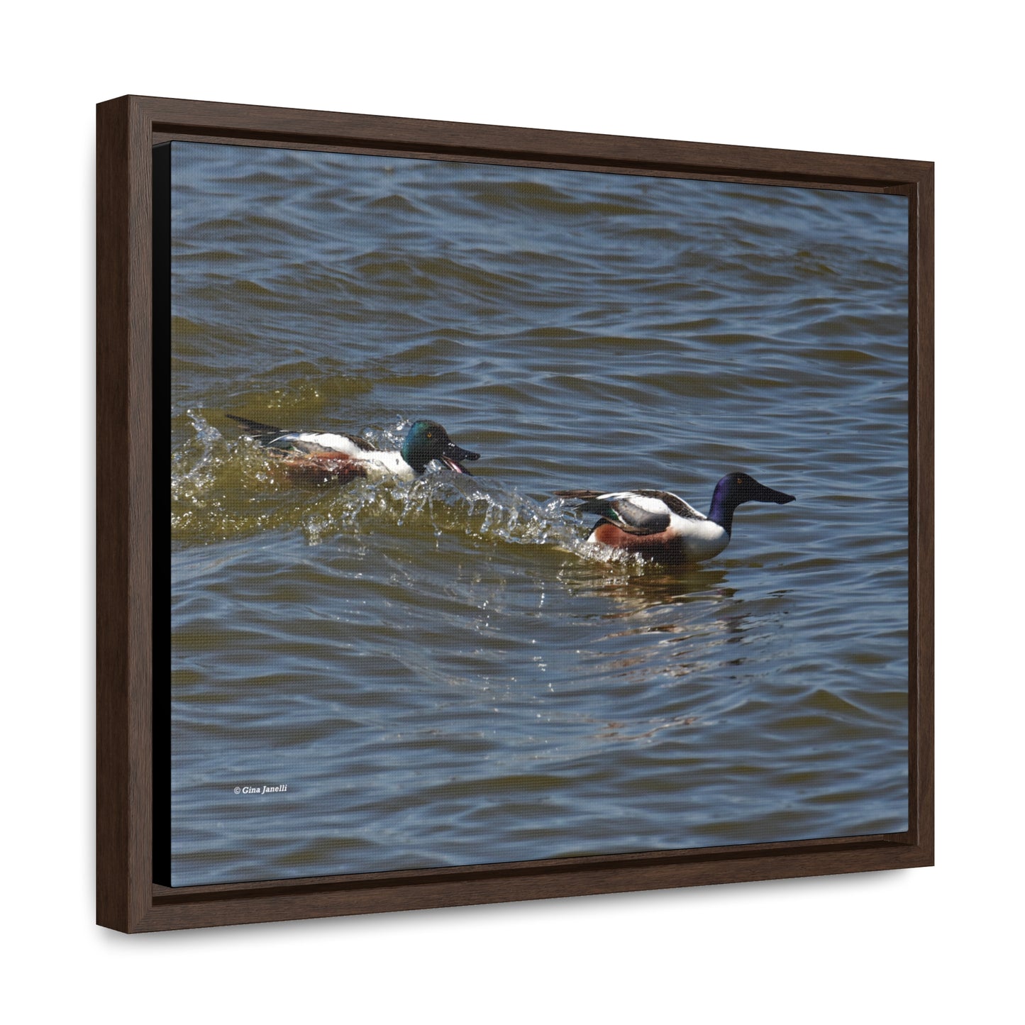Northern Shoveler Gallery Canvas Wraps, Horizontal Frame